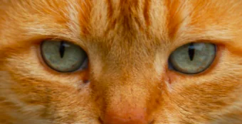 Petardi contro il gatto Rossini